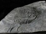 Massive Isotelus Trilobite - New York #19686-1